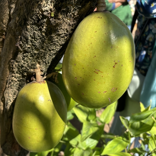 Crescentia cujete | Calabash tree, Beggar's bowl tree - Indian trees