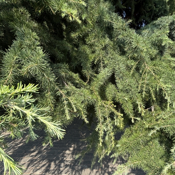 Cedrus deodara | Deodar cedar, Deodar tree, Devadaru