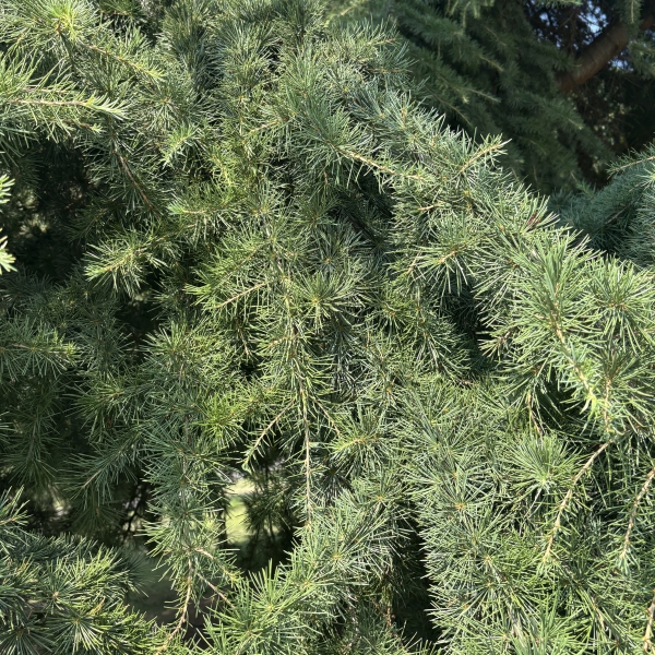 Cedrus deodara | Deodar cedar, Deodar tree, Devadaru