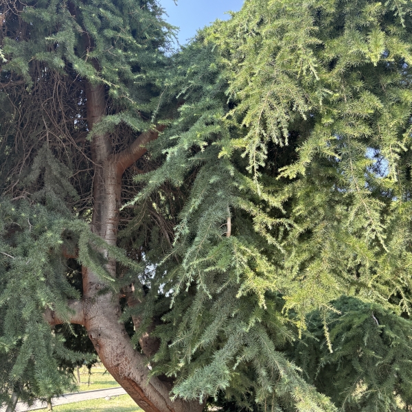 Devadaroo Tree Cedrus deodara | Deodar cedar, Deodar tree, Devadaru
