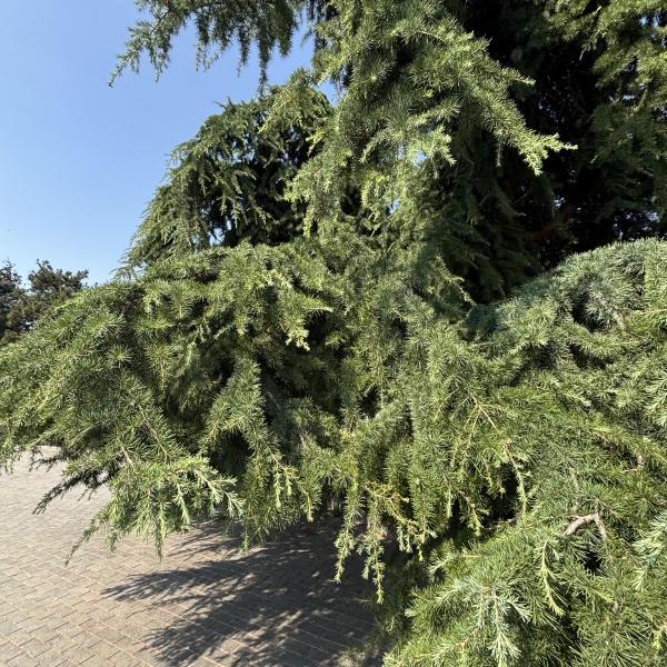 Devadaroo Tree Cedrus deodara | Deodar cedar, Deodar tree, Devadaru