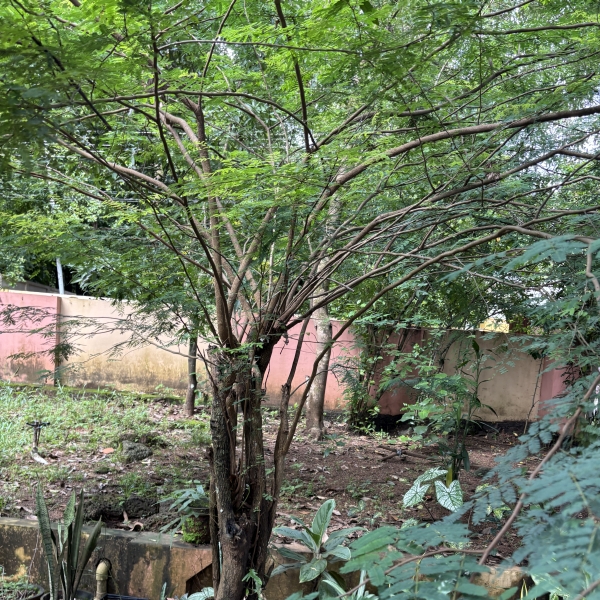 Libidibia coriari | Divi divi - Indian trees, Garden trees