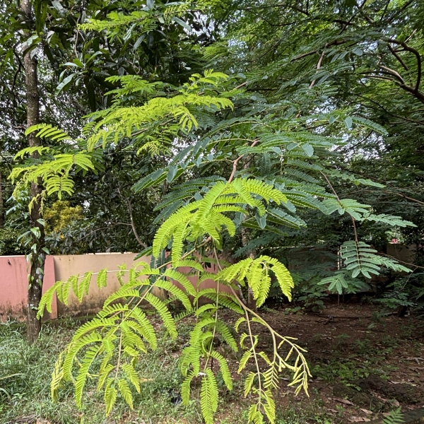 Libidibia coriari | Divi divi - Indian trees, Garden trees