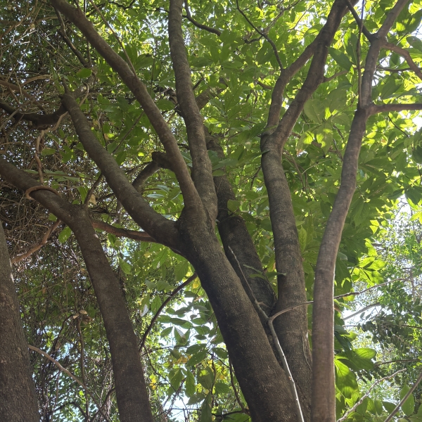 Sapi Sapi Tree Sapindus mukorossi | Indian soapberry, Soapnut tree - Indian trees