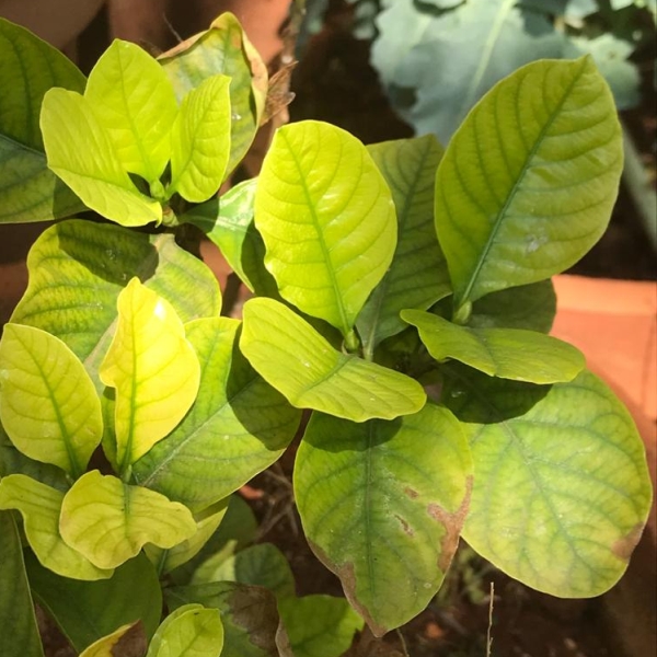 Gardenia jasminoides, Cape Jasmine - Flowering garden plants