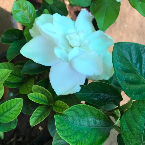 Gardenia jasminoides, Cape Jasmine - Flowering garden plants